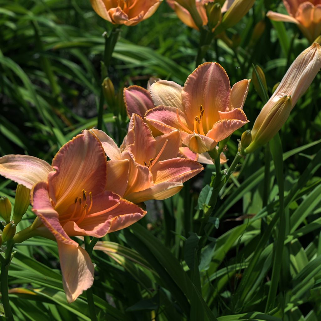 Hemerocallis Everydaylily Cerise - Taglilie