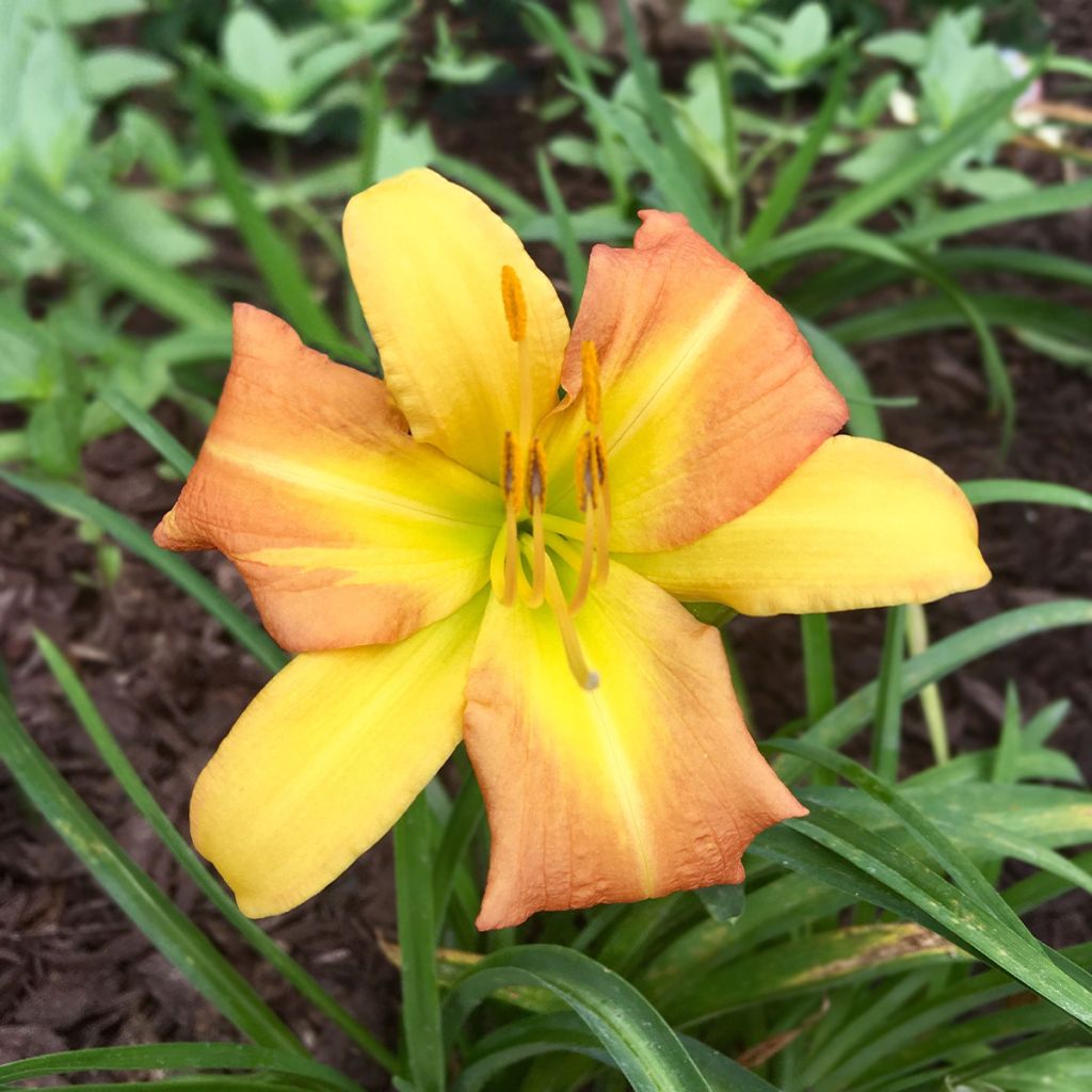 Hemerocallis Everydaylily Punch Yellow - Taglilie