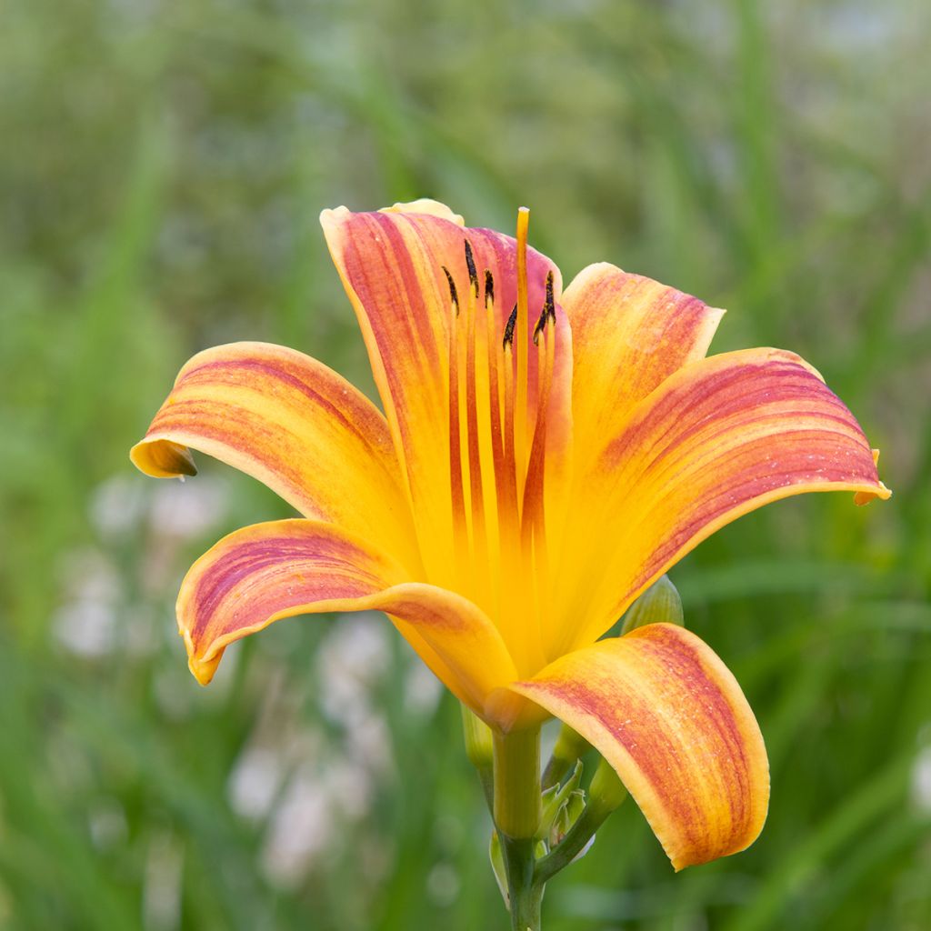 Hemerocallis Everydaylily Red Ribs - Taglilie