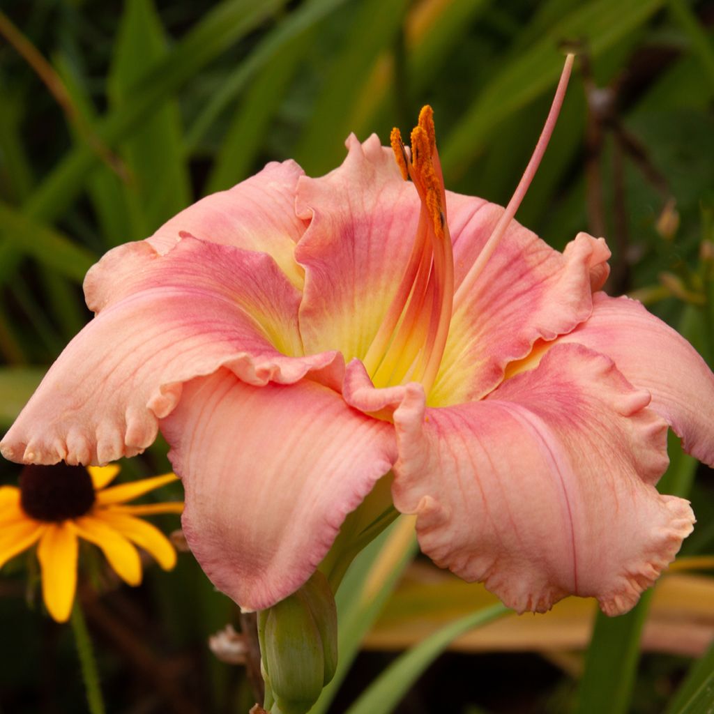 Hemerocallis Eyed Beauty - Taglilie