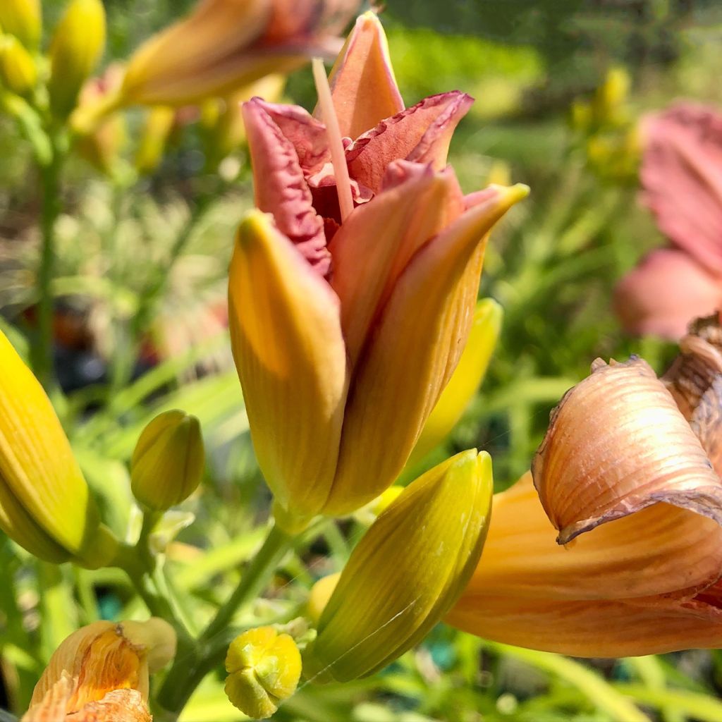 Hemerocallis Eyed Beauty - Taglilie