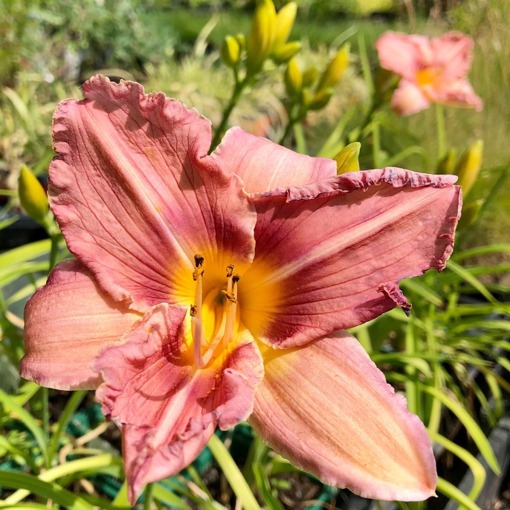 Hemerocallis Eyed Beauty - Taglilie