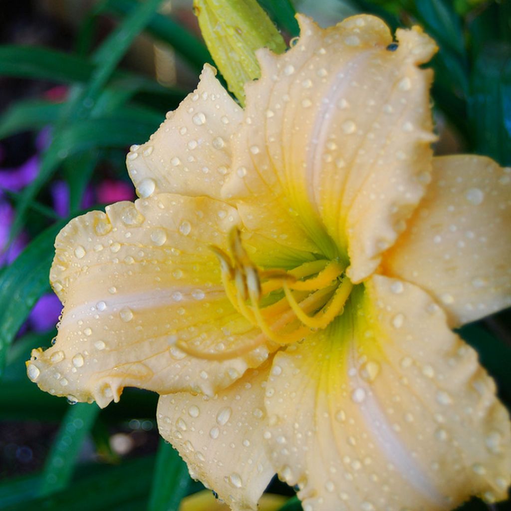 Hemerocallis Femme Osage - Taglilie