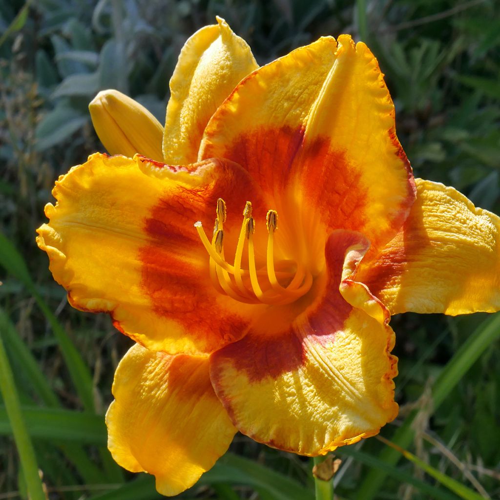 Hemerocallis Fooled Me - Taglilie