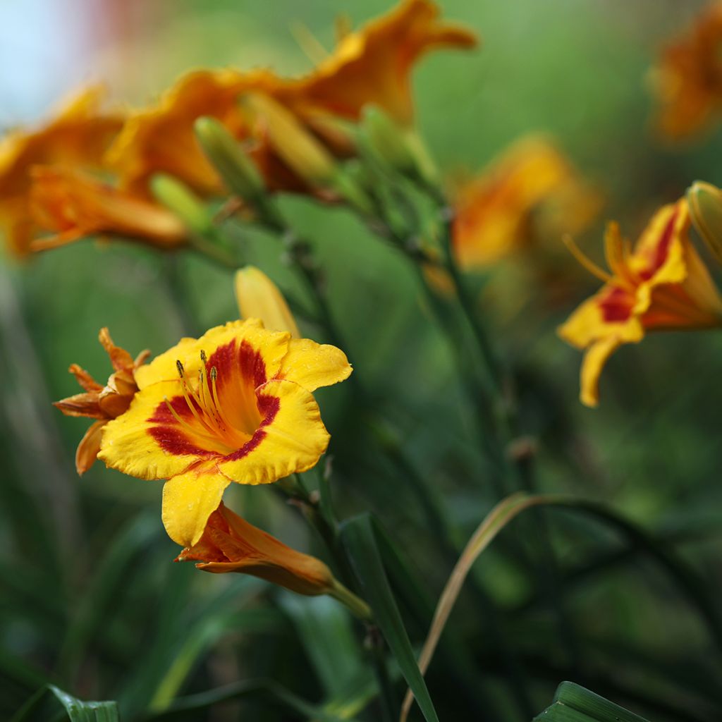 Hemerocallis Fooled Me - Taglilie