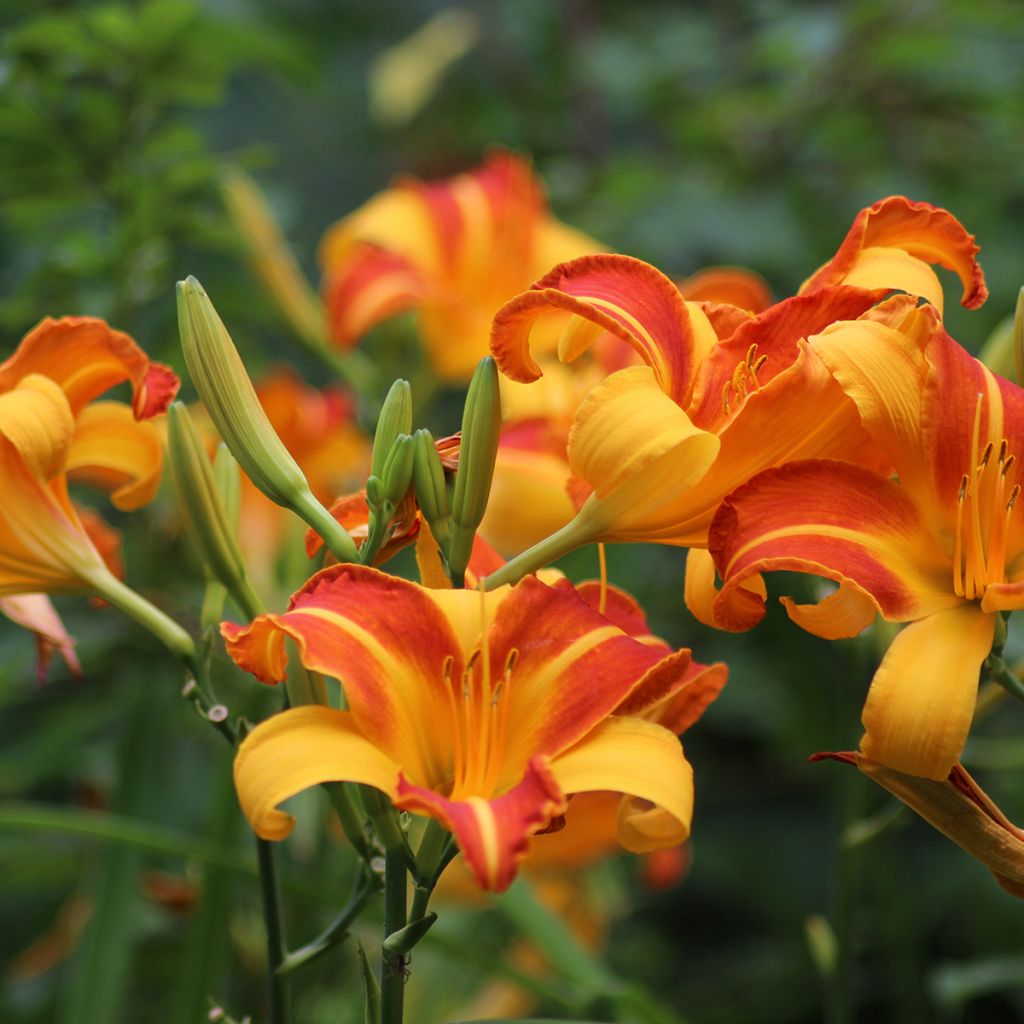 Hemerocallis Frans Hals - Taglilie