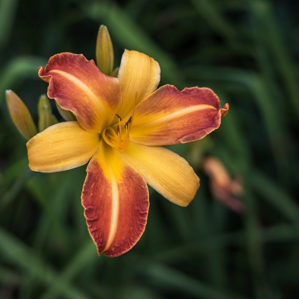 Hemerocallis Frans Hals - Taglilie