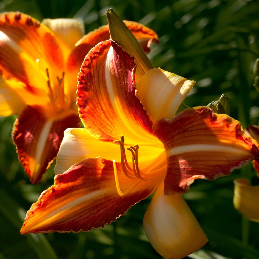 Hemerocallis Frans Hals - Taglilie