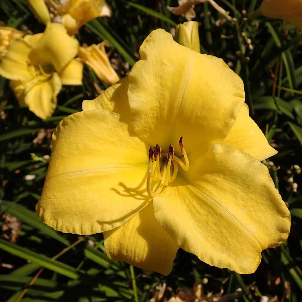 Hemerocallis Frozen Jade - Taglilie