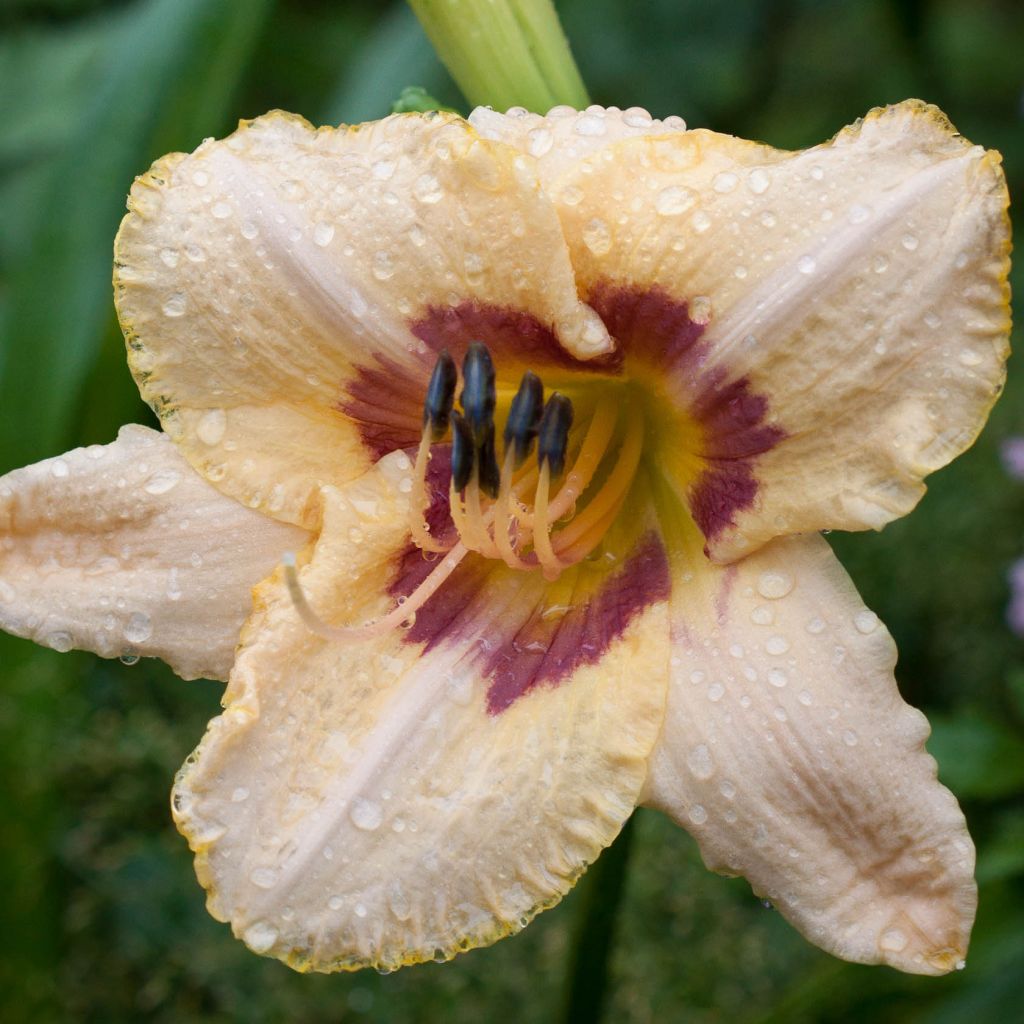 Hemerocallis Gay Cravat - Taglilie