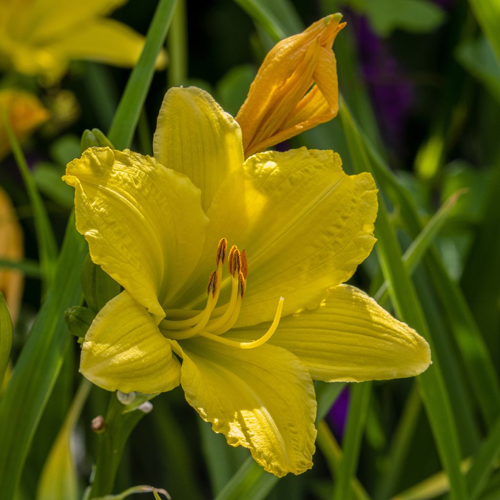 Hemerocallis Green Flutter - Taglilie