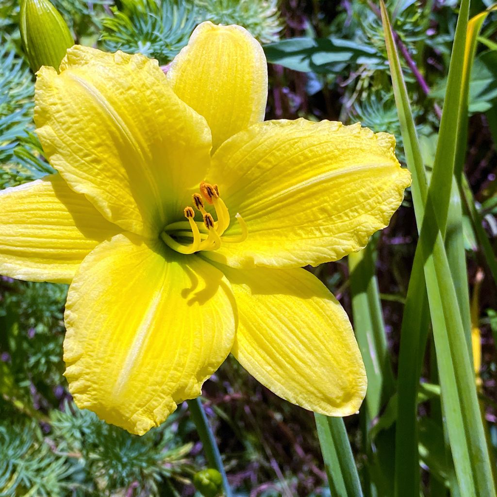 Hemerocallis Green Flutter - Taglilie