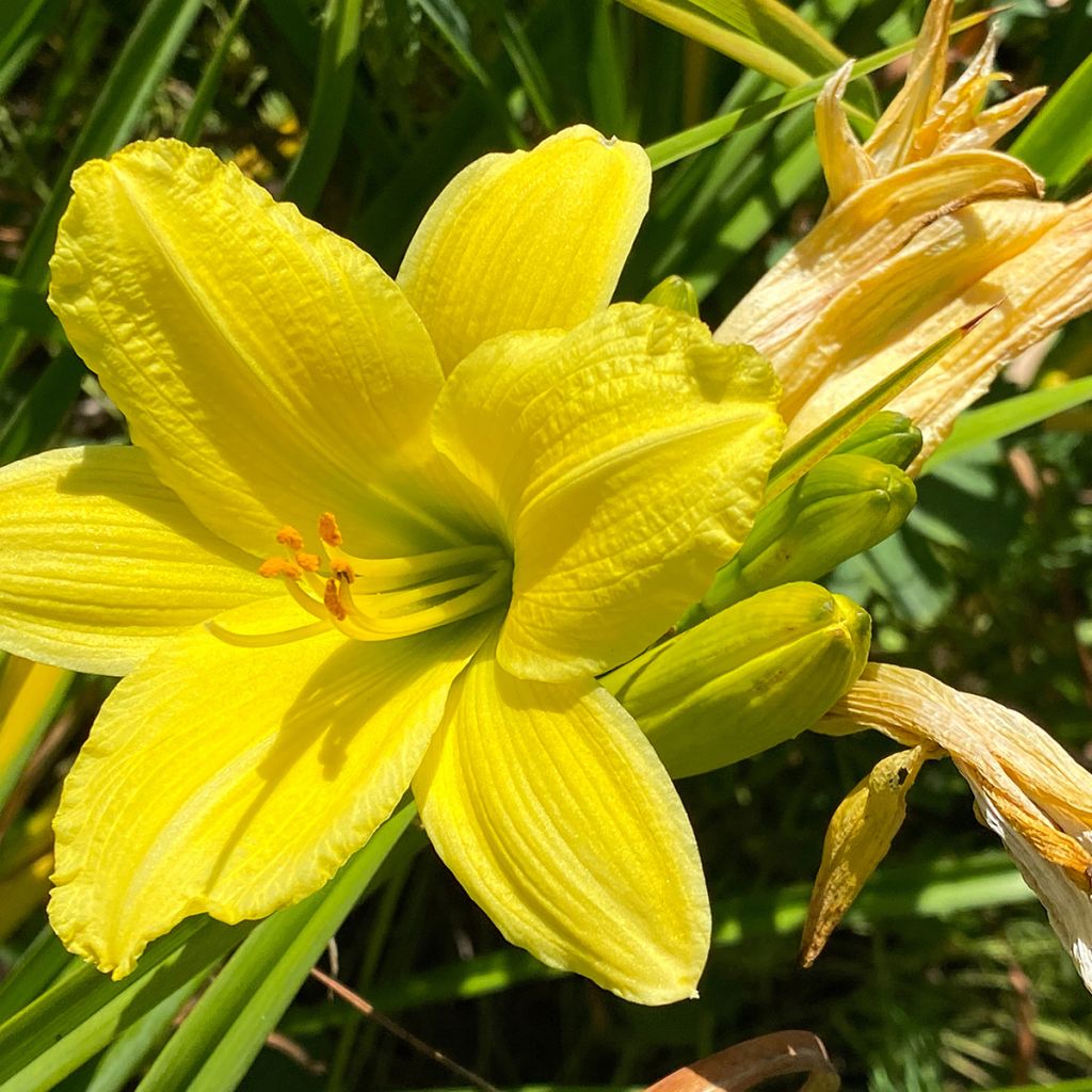 Hemerocallis Green Flutter - Taglilie