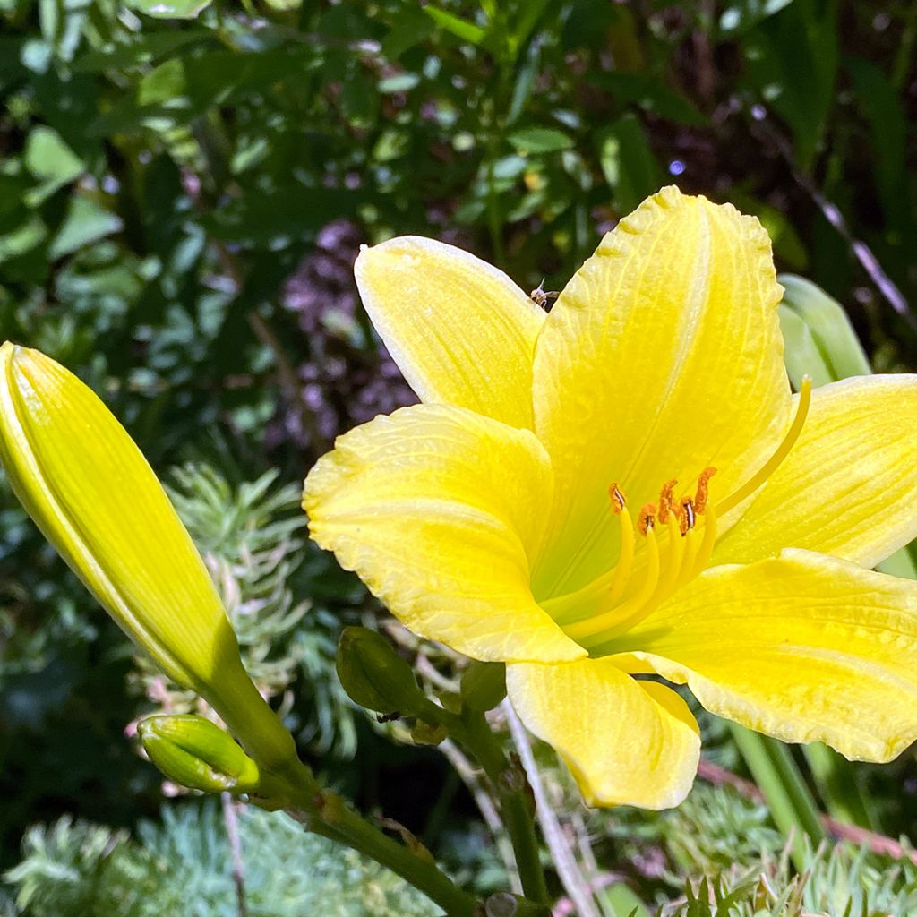 Hemerocallis Green Flutter - Taglilie