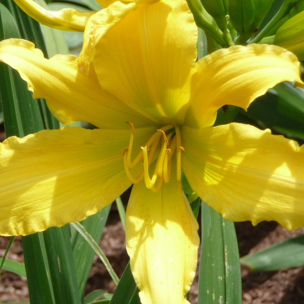 Hemerocallis Green Valley - Taglilie