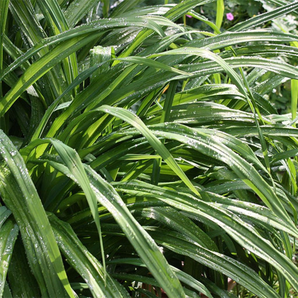 Hemerocallis Iron Gate Glacier - Taglilie