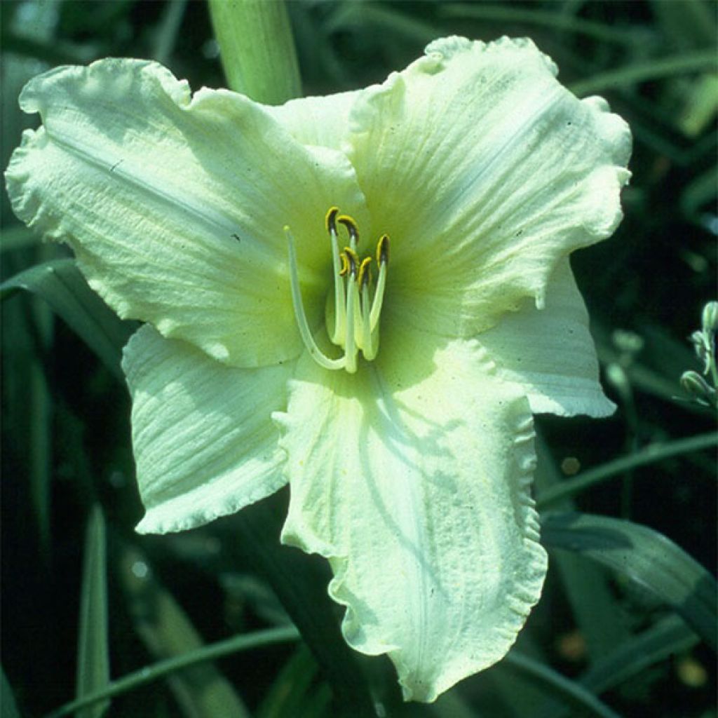 Hemerocallis Iron Gate Glacier - Taglilie