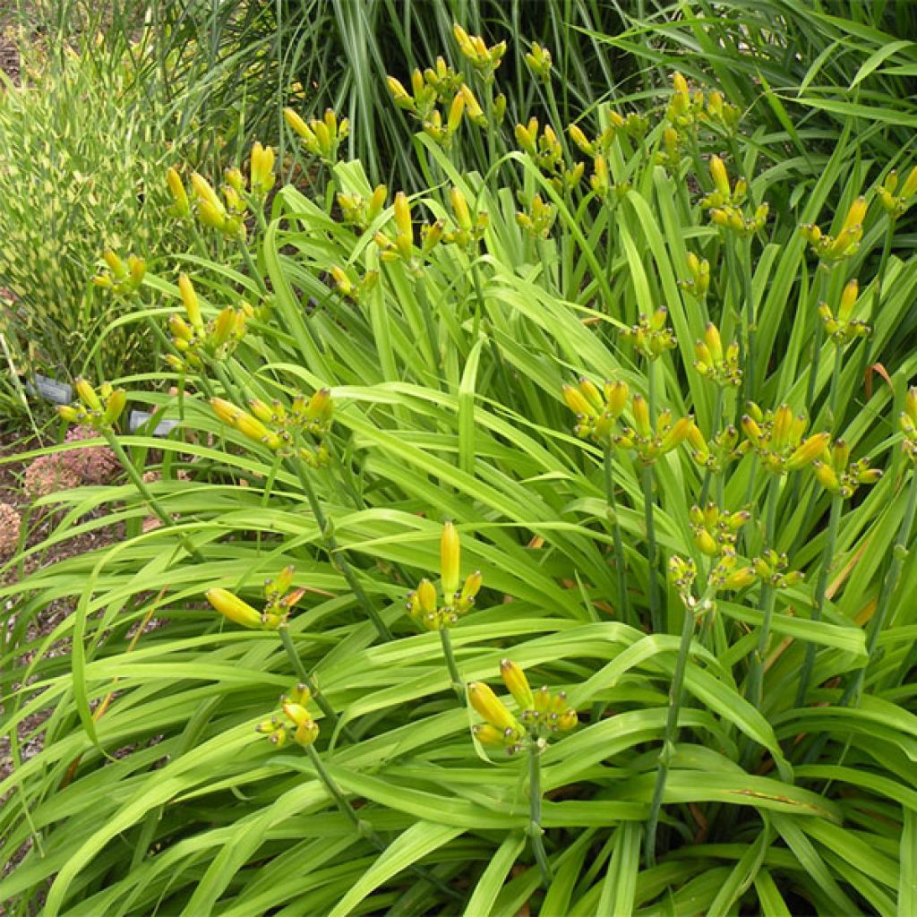 Hemerocallis Iron Gate Glacier - Taglilie