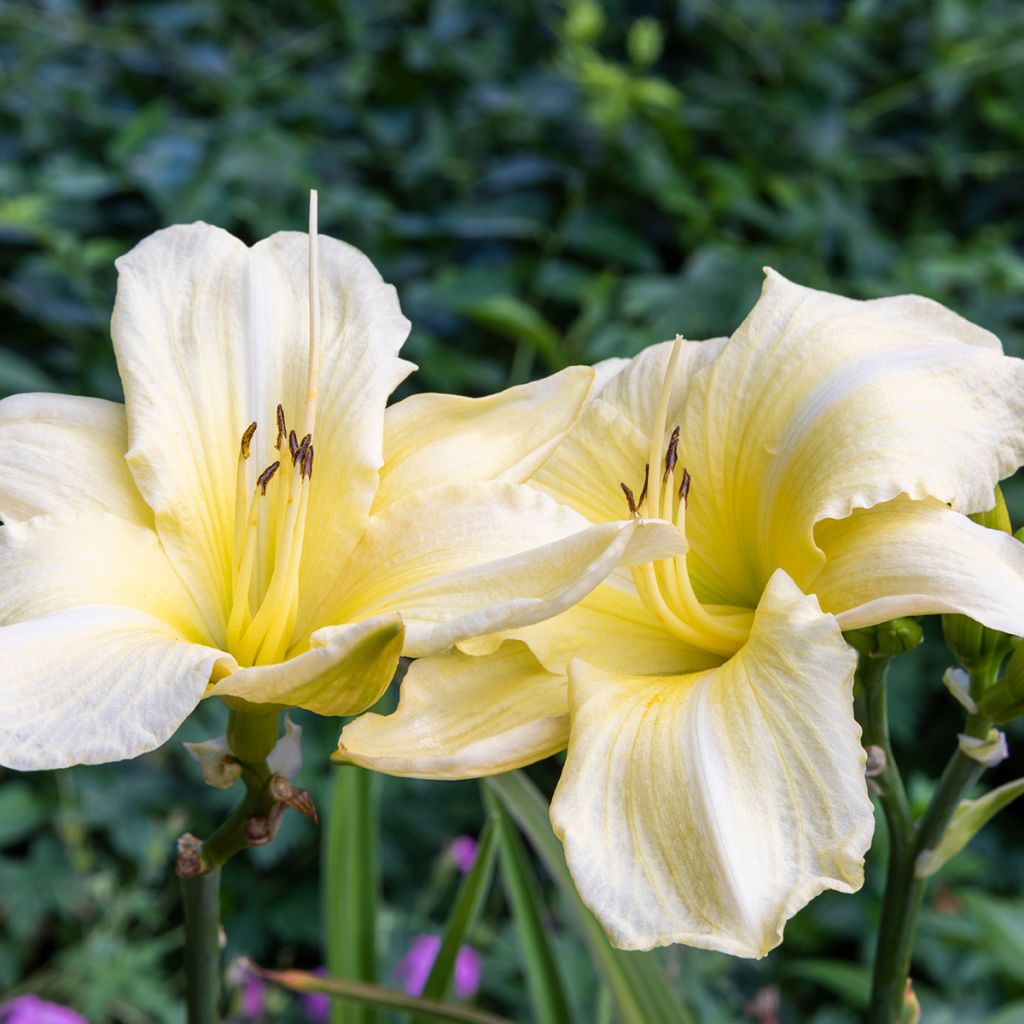 Hemerocallis Iron Gate Glacier - Taglilie