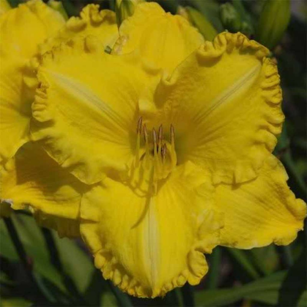 Hemerocallis Isle of Capri - Taglilie