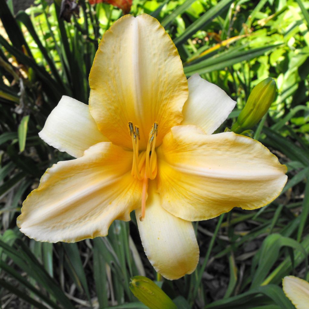 Hemerocallis Ivory Marble - Taglilie