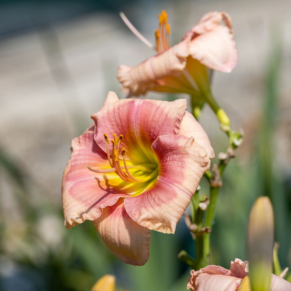 Hemerocallis Janice Brown - Taglilie