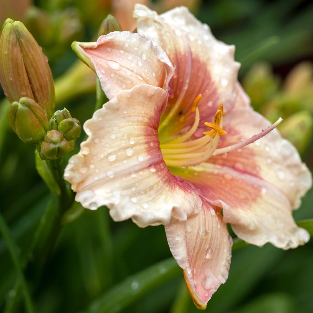 Hemerocallis Janice Brown - Taglilie