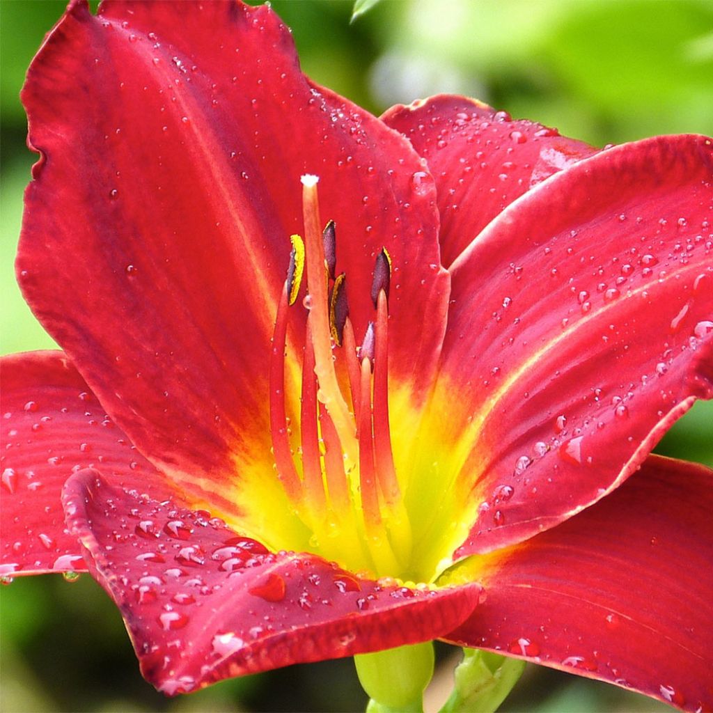 Hemerocallis Jolly Hearts - Taglilie