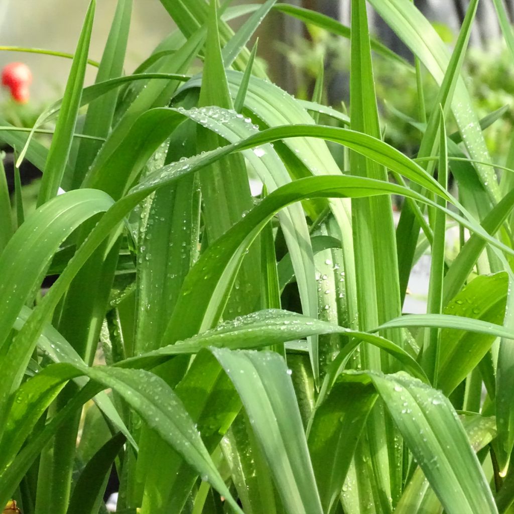 Hemerocallis Jolly Hearts - Taglilie