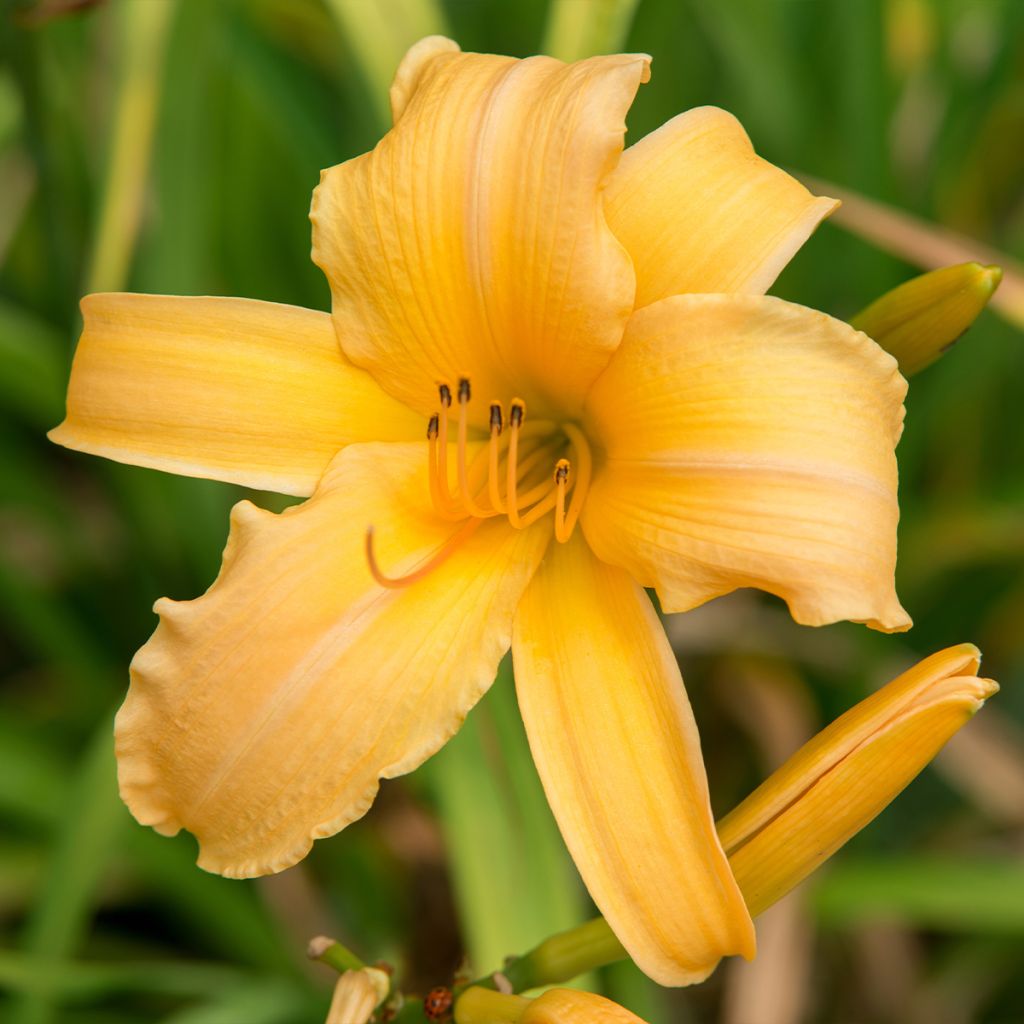 Hemerocallis Judge Orr - Taglilie