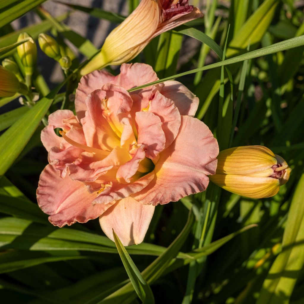 Hemerocallis Lacy Doily - Taglilie