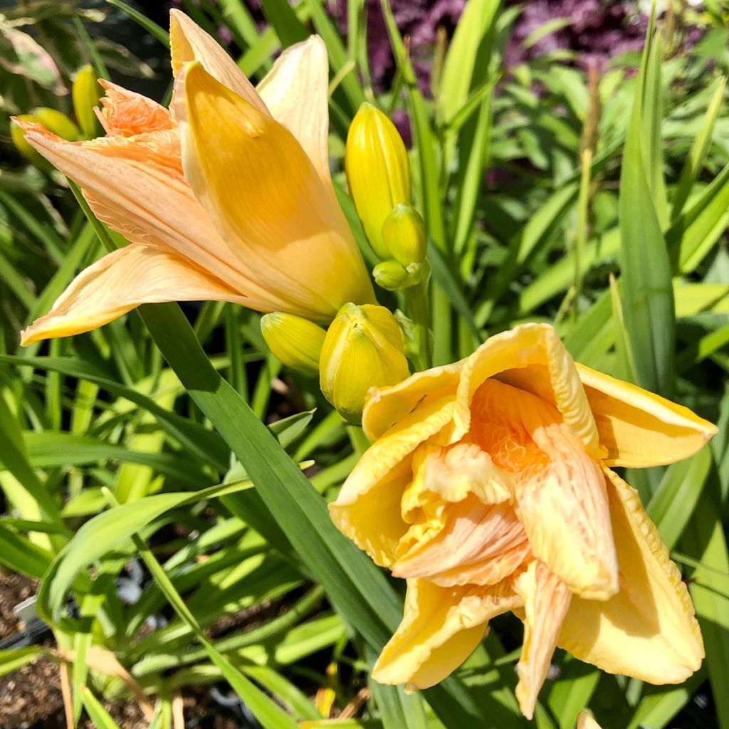 Hemerocallis Land of Cotton - Taglilie