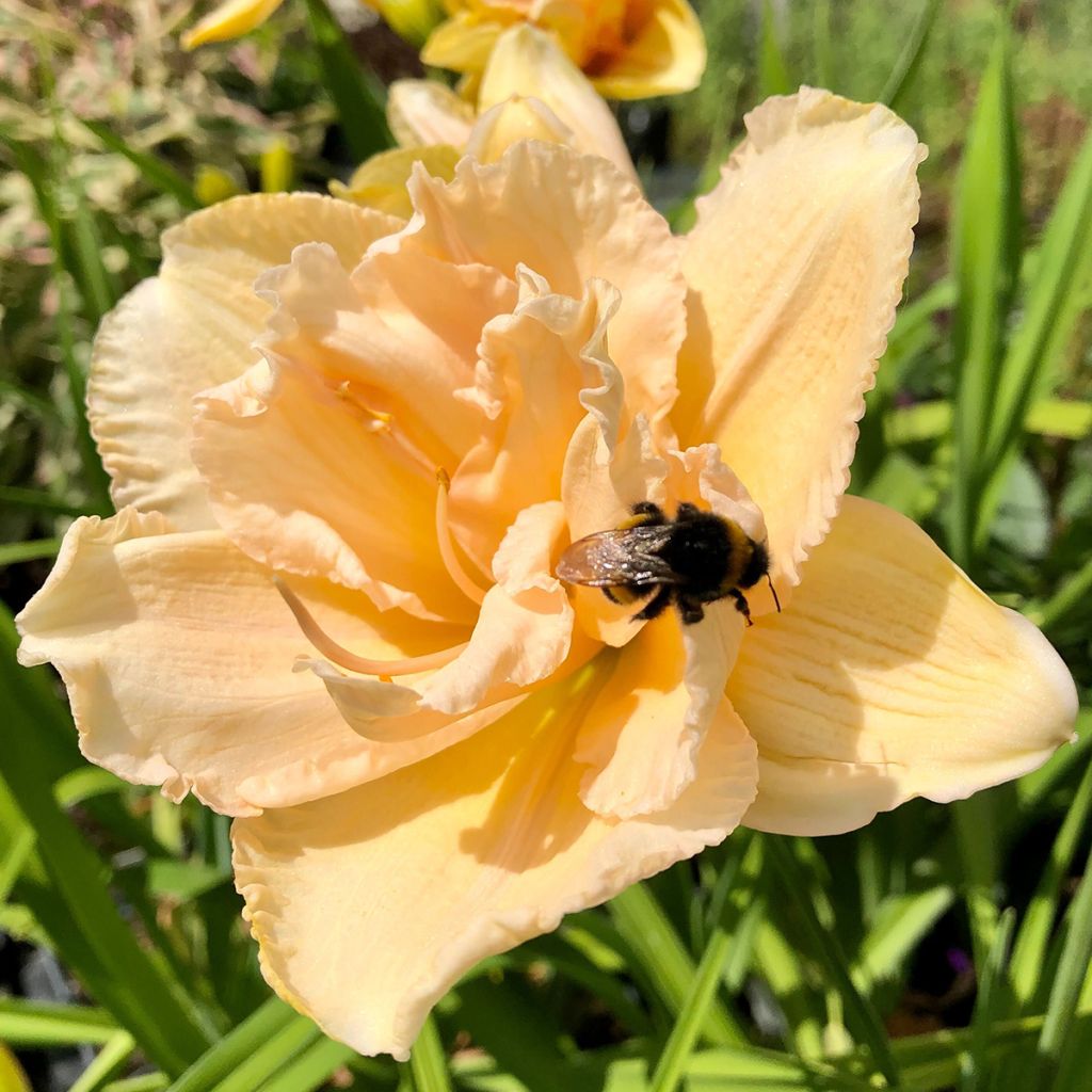 Hemerocallis Land of Cotton - Taglilie