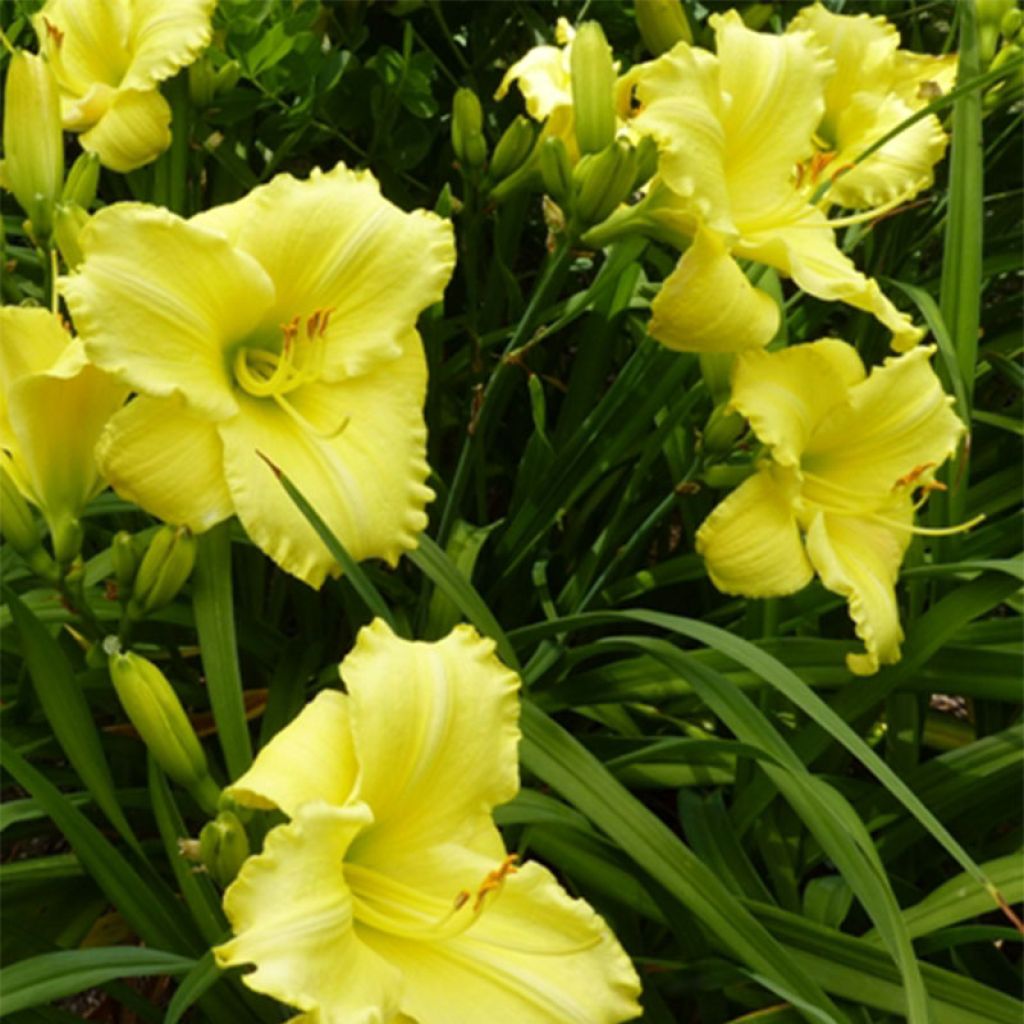 Hemerocallis Lemon Lyric - Taglilie