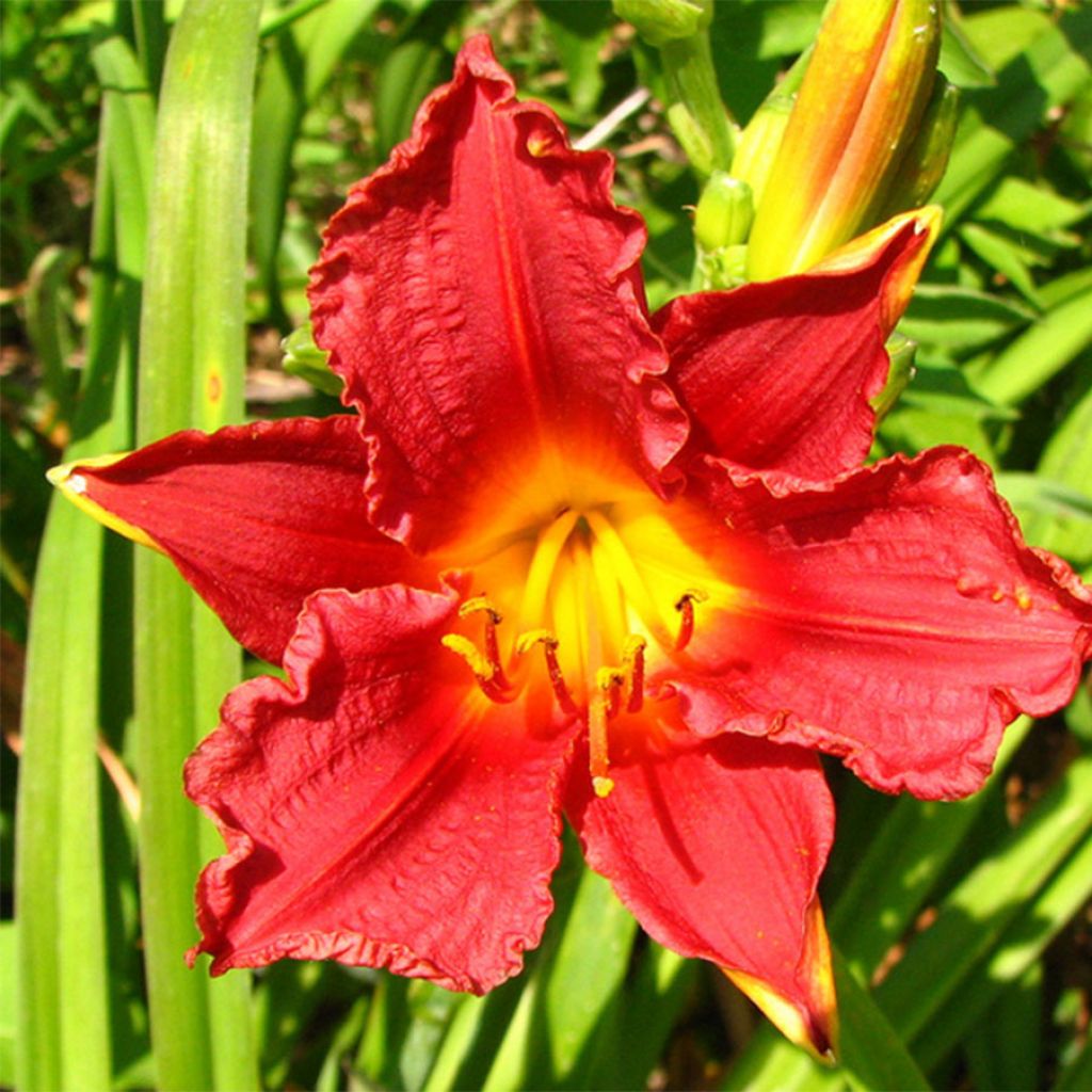 Hemerocallis Little Business - Taglilie