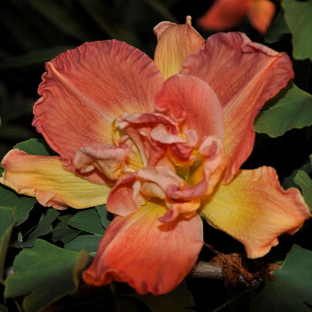 Hemerocallis Longfields Twins - Taglilie