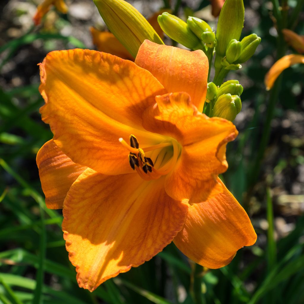 Hemerocallis Mauna Loa - Taglilie