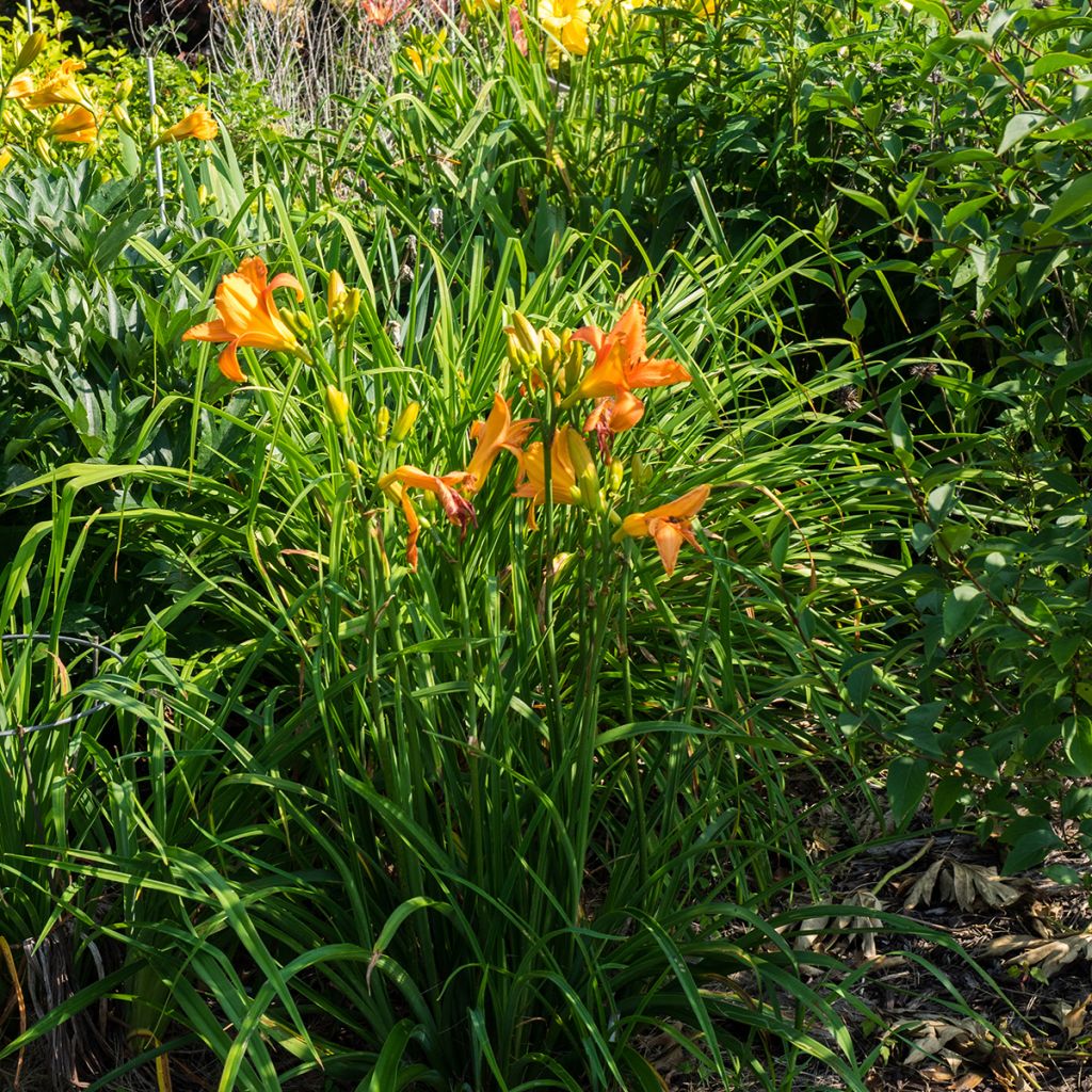 Hemerocallis Mauna Loa - Taglilie