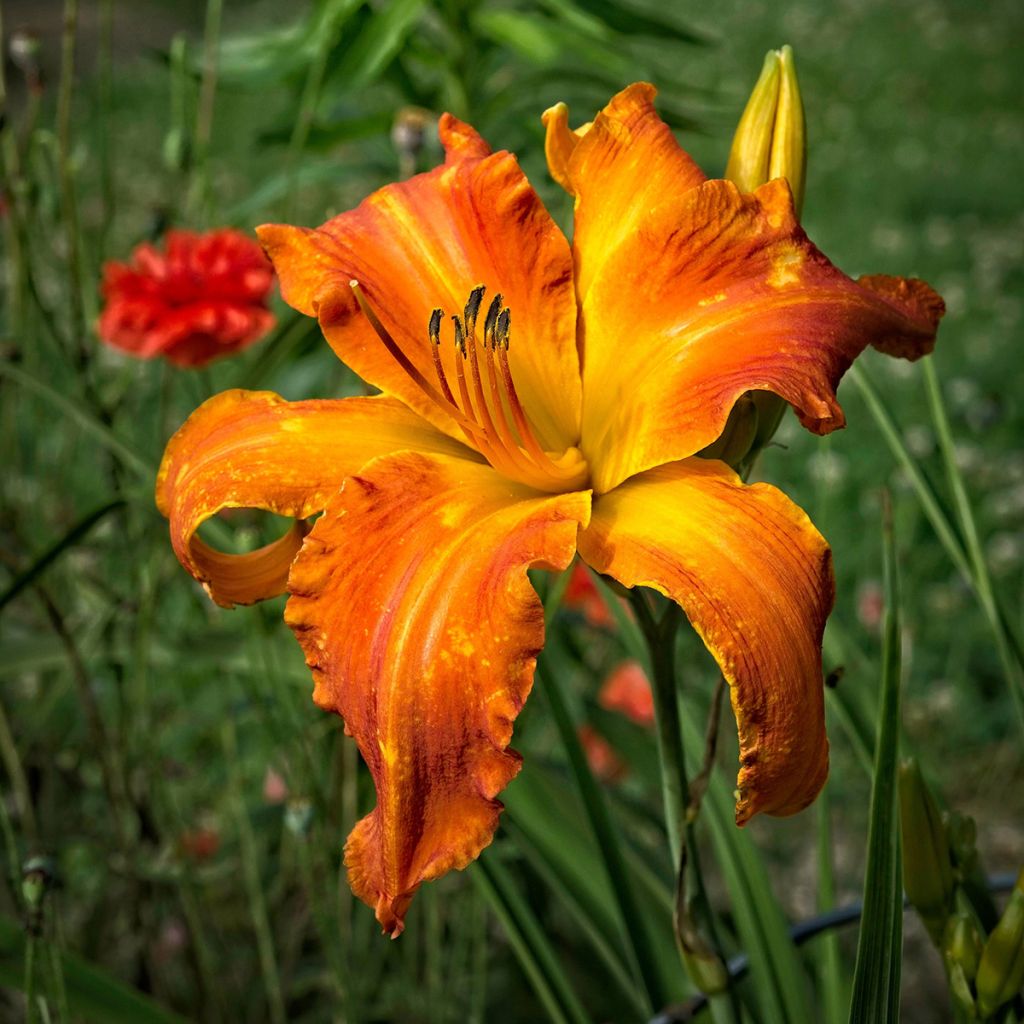 Hemerocallis Mauna Loa - Taglilie