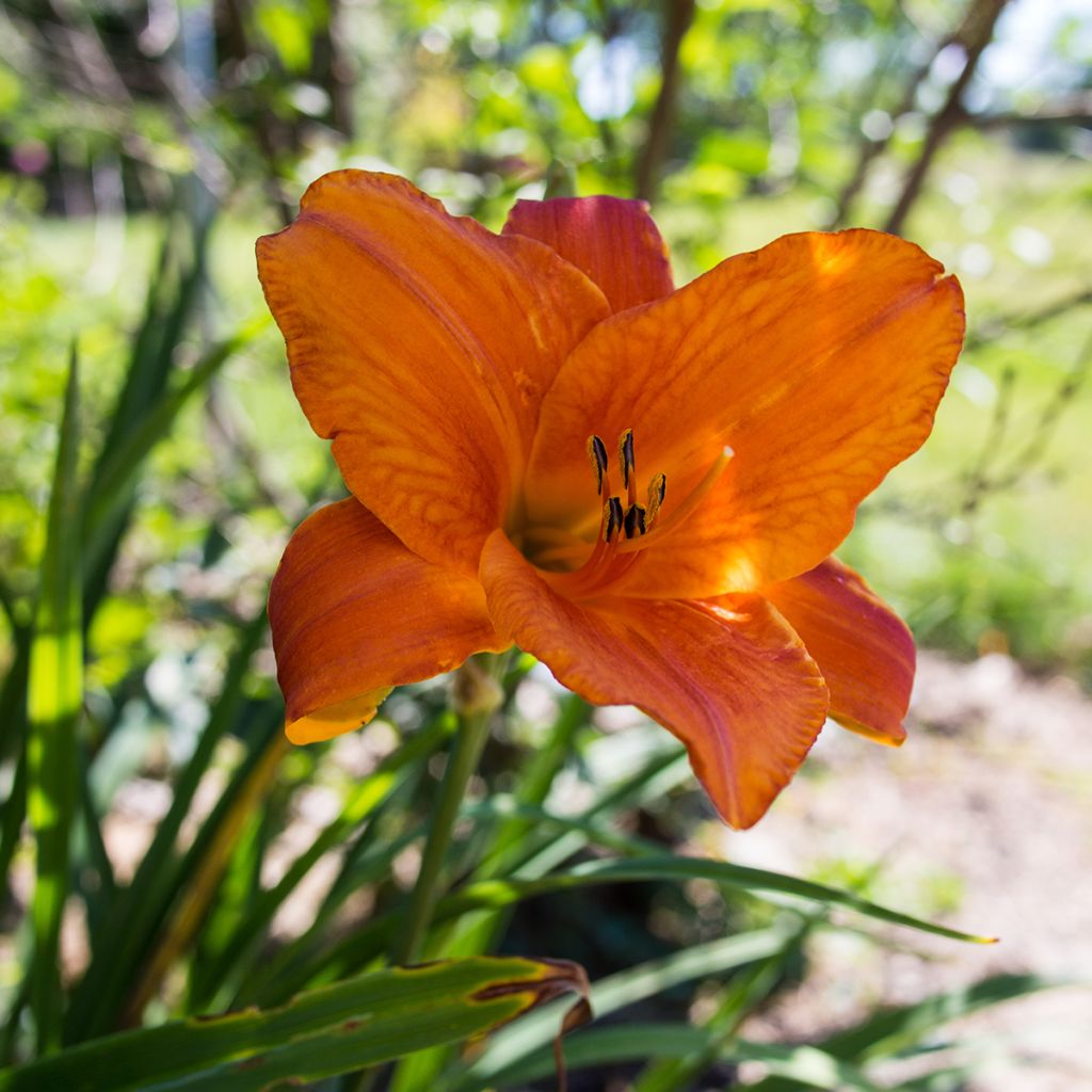 Hemerocallis Mauna Loa - Taglilie