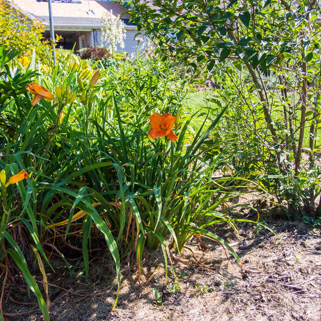 Hemerocallis Mauna Loa - Taglilie