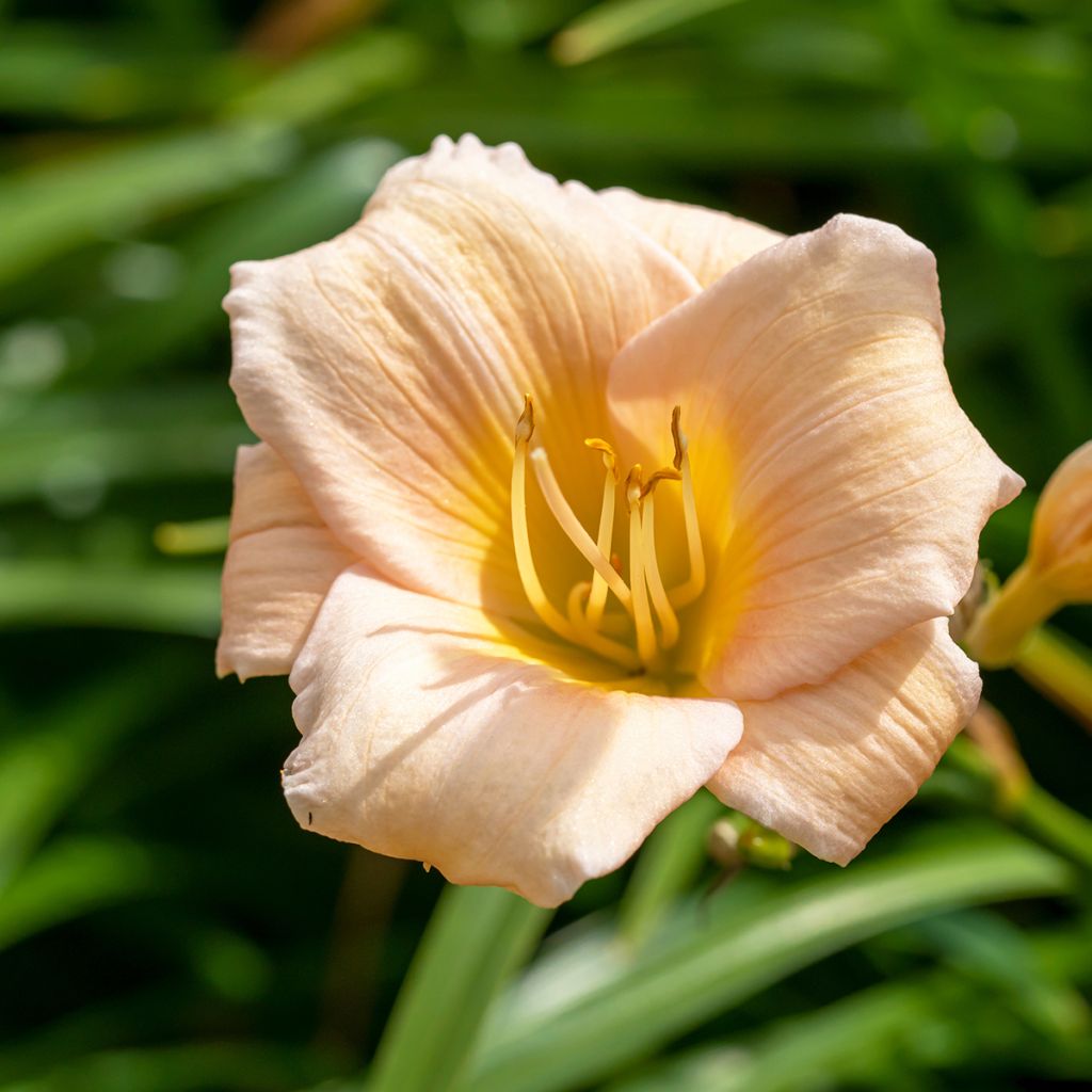 Hemerocallis Mini Pearl - Taglilie