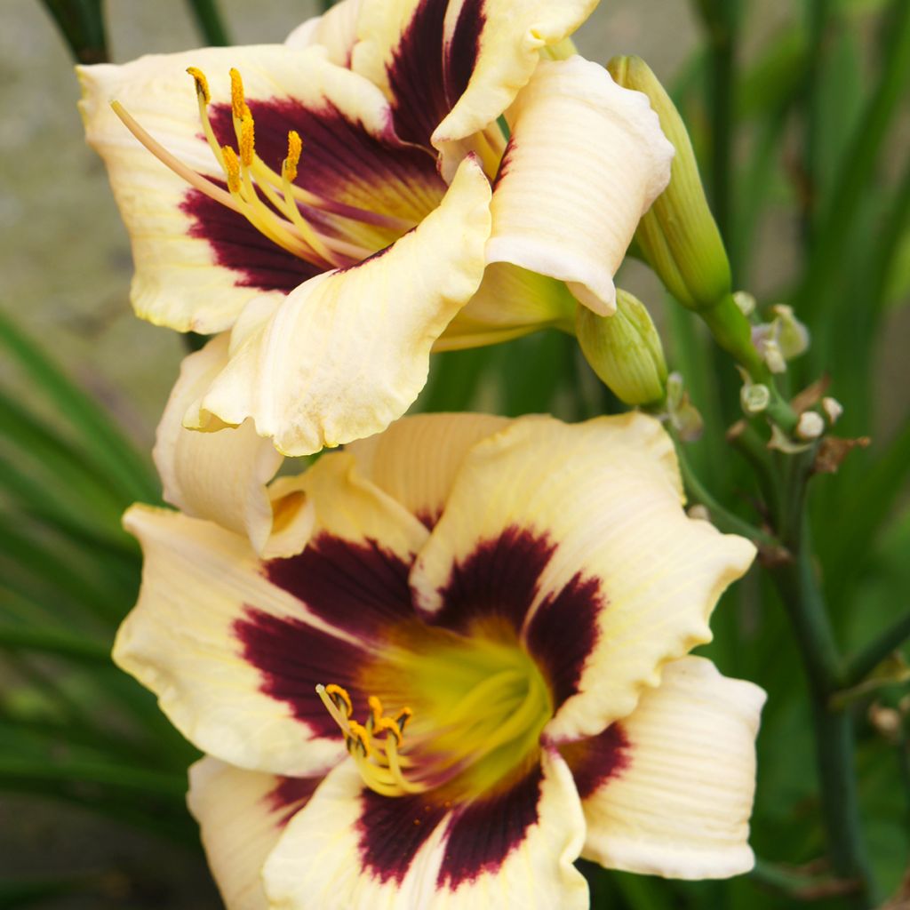 Hemerocallis Moonlight Masquerade - Taglilie