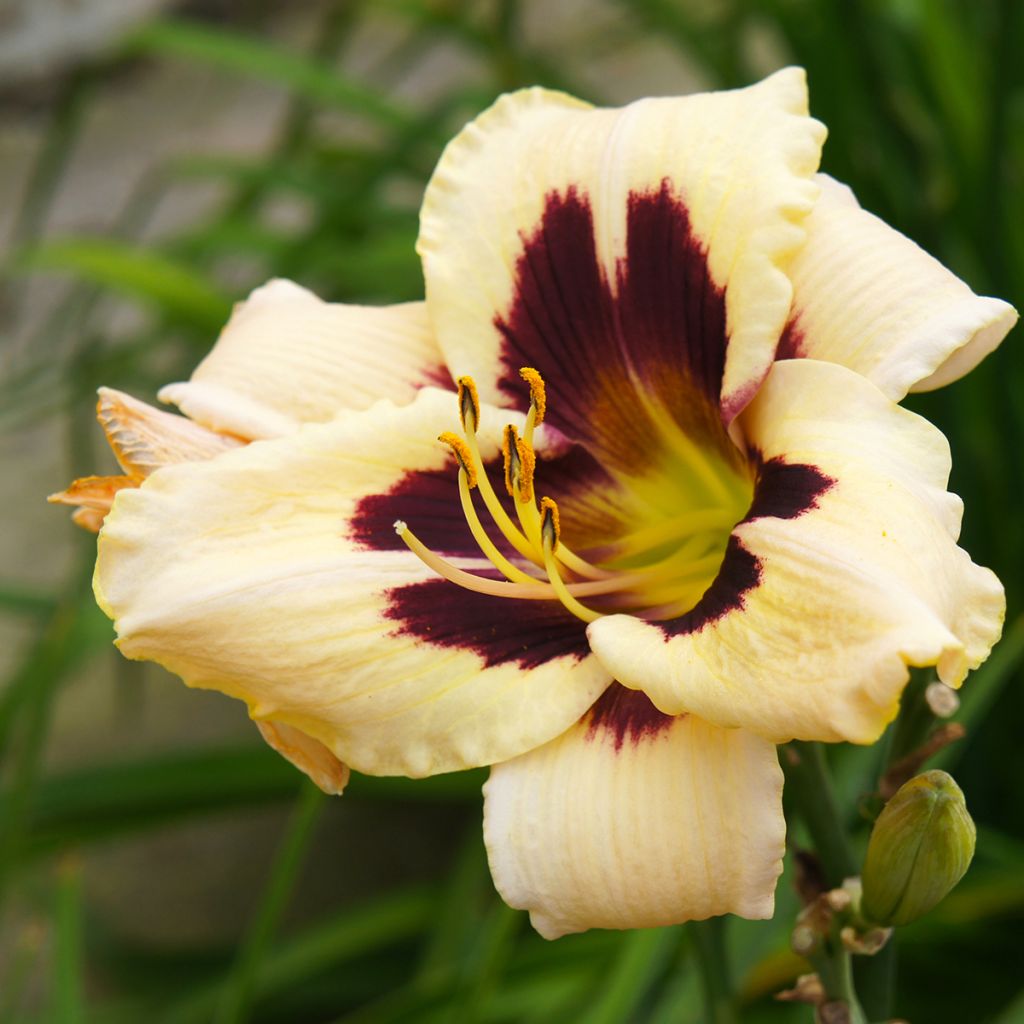 Hemerocallis Moonlight Masquerade - Taglilie