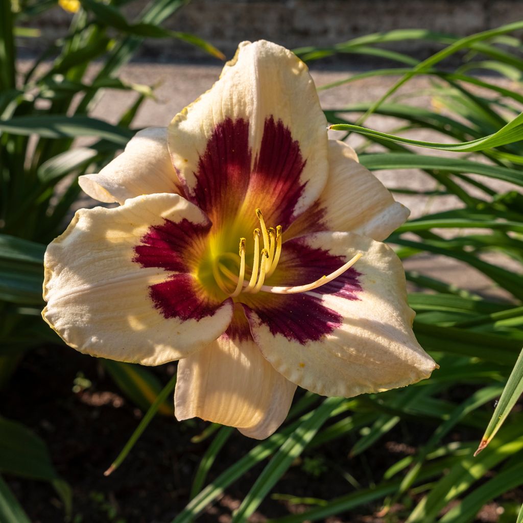 Hemerocallis Moonlight Masquerade - Taglilie