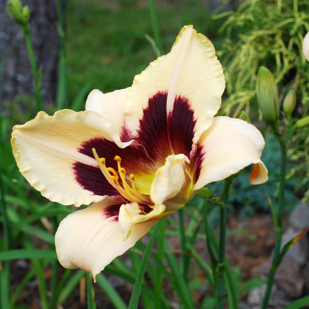 Hemerocallis Moonlight Masquerade - Taglilie