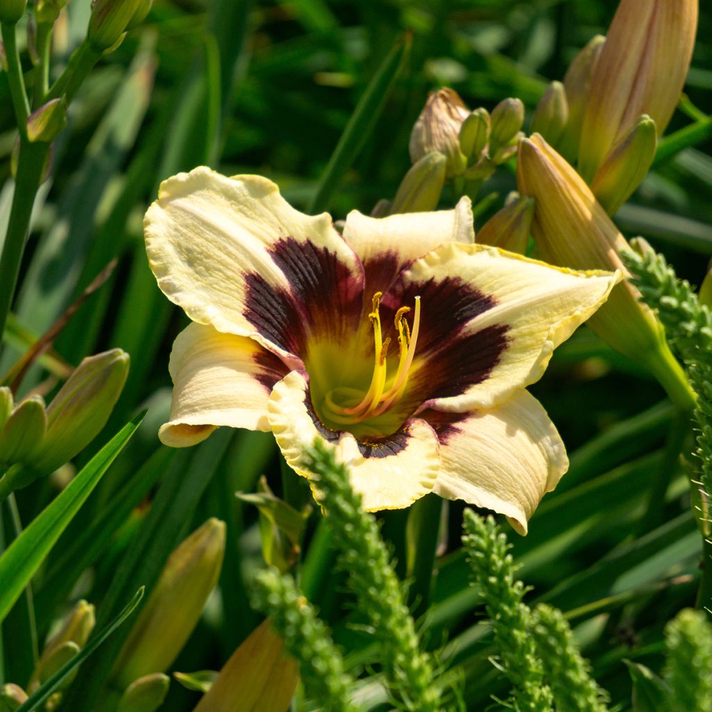 Hemerocallis Moonlight Masquerade - Taglilie