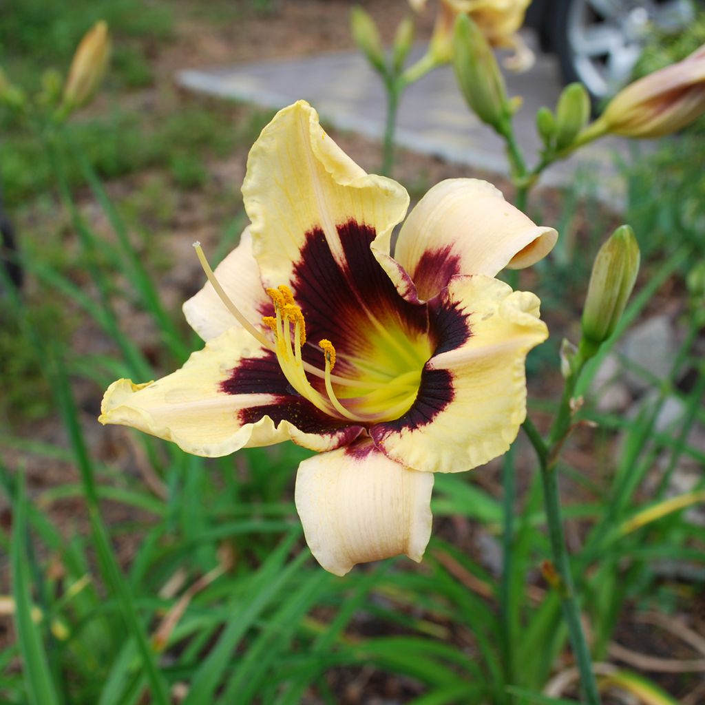 Hemerocallis Moonlight Masquerade - Taglilie