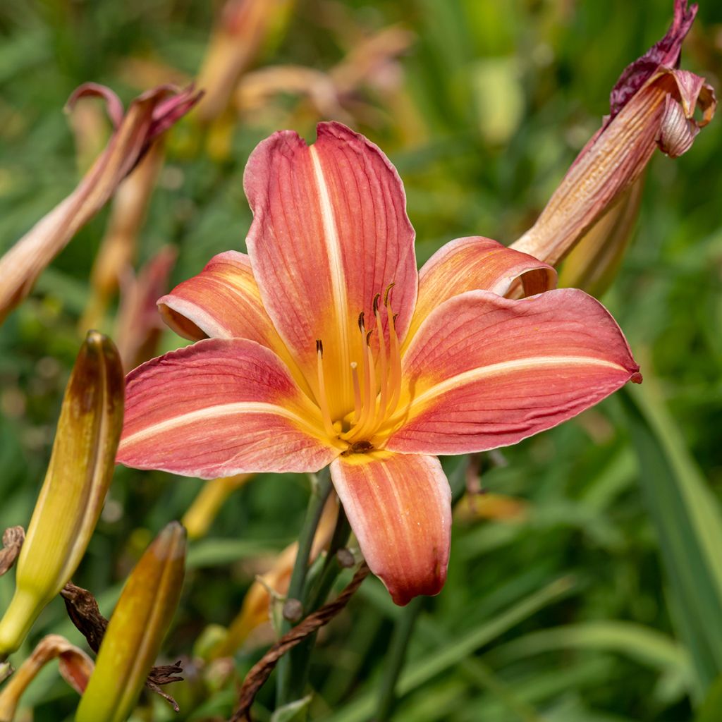 Hemerocallis Neyron Rose - Taglilie