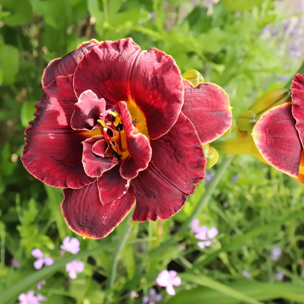 Hemerocallis Night Embers - Taglilie